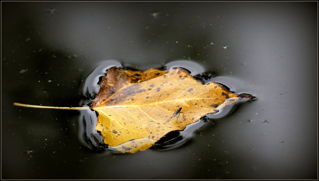 Bac d'automne