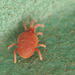 EF7A8432redspidermite