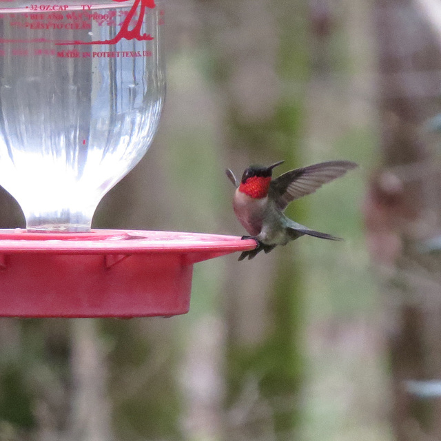 Ruby-throated hummingbird