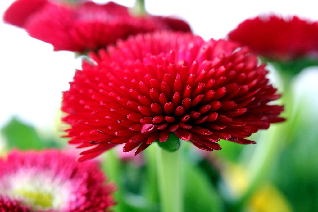 Rotes Gänseblümchen - Bellis....