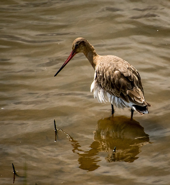 Black tailed godwit3