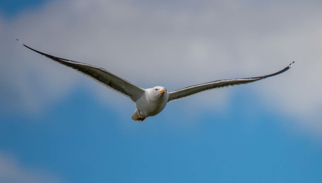 Gull in flight