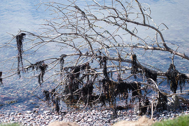 Seaweed hung out to dry!