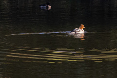 Female Goosander U turn