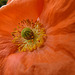 20220529 1110CPw [D~LIP] Klatsch-Mohn (Papaver rhoeas), Balkonblumen, Bad Salzuflen