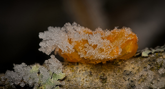 Der Goldgelbe Zitterling (Tremella mesenterica)  am dünnen Ast :)) The golden jelly fungus (Tremella mesenterica) on a thin branch :)) Le champignon gélatineux doré (Tremella mesenterica) sur une fine