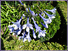 LES JARDINS DU CHATEAU DU HAC LE QUIOU (22)