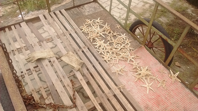 Étoiles de mer gantées / Gloved starfish