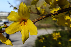 20200315 6832CPw [D~LIP] Forsythie (Forsythia agg) [Goldglöckchen], UWZ, Bad Salzuflen