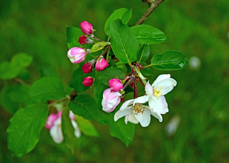 DSC 5735 apple blossom