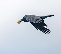 Crow with a prize