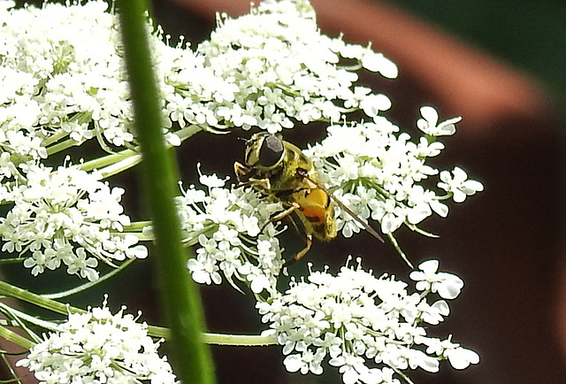 20210727 2045CPw [D~LIP] Totenkopf-Schwebfliege (Myathropa florea), Möhre (Daucus carota), Bad Salzuflen