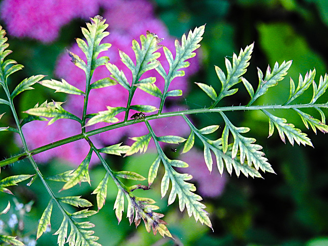 20210923 2885CPw [D~LIP] Möhre (Daucus carota), Gemeine Wiesenwanze, Bad Salzuflen