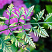 20210923 2885CPw [D~LIP] Möhre (Daucus carota), Gemeine Wiesenwanze, Bad Salzuflen