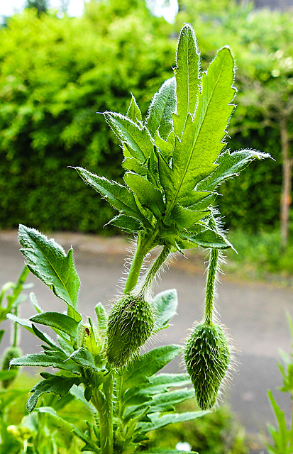 20220529 1111CPw [D~LIP] Klatsch-Mohn (Papaver rhoeas), Balkonblumen, Bad Salzuflen