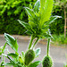 20220529 1111CPw [D~LIP] Klatsch-Mohn (Papaver rhoeas), Balkonblumen, Bad Salzuflen