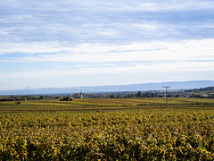 Herbst an der Weinstraße