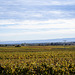 Herbst an der Weinstraße