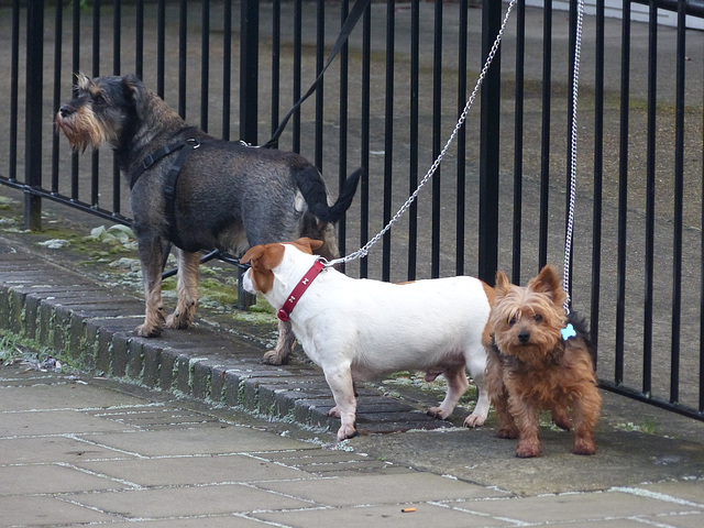 Canine Trio (1) - 31 December 2014