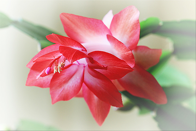 ~ My Easter Cactus ~