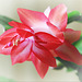 ~ My Easter Cactus ~