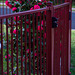 Fenced camellias