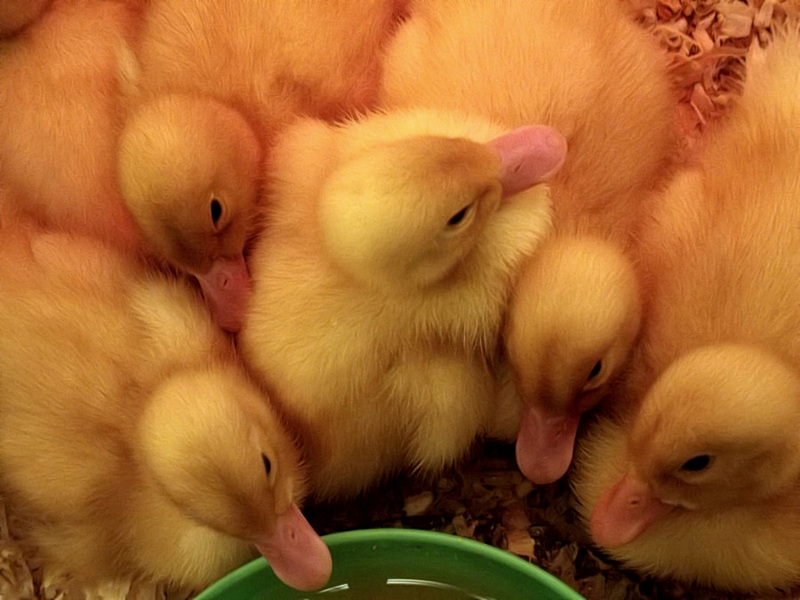 Duck gossip at the water bowl