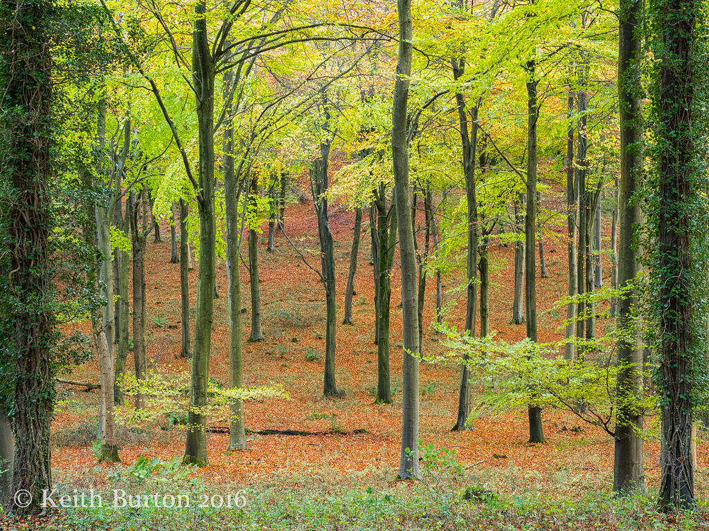 Autumn in the woods