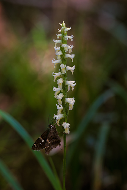 Spiranthes odorata (Fragrant Ladies'-tresses orchid) + Urbanus proteus (Long-tailed Skipper)