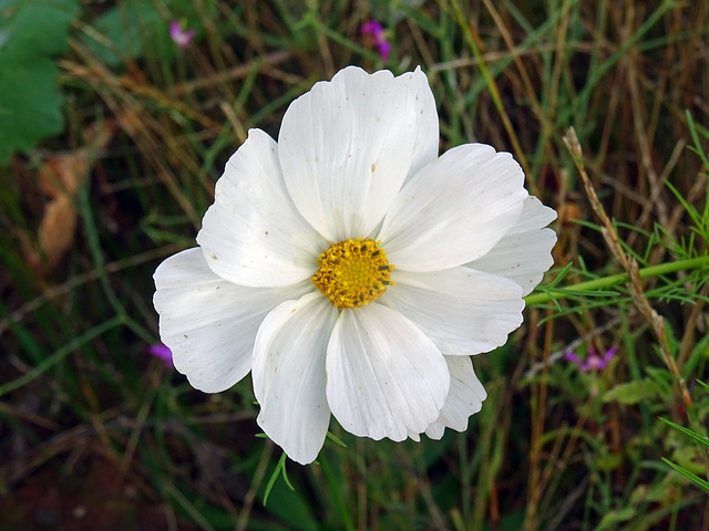 Cosmea