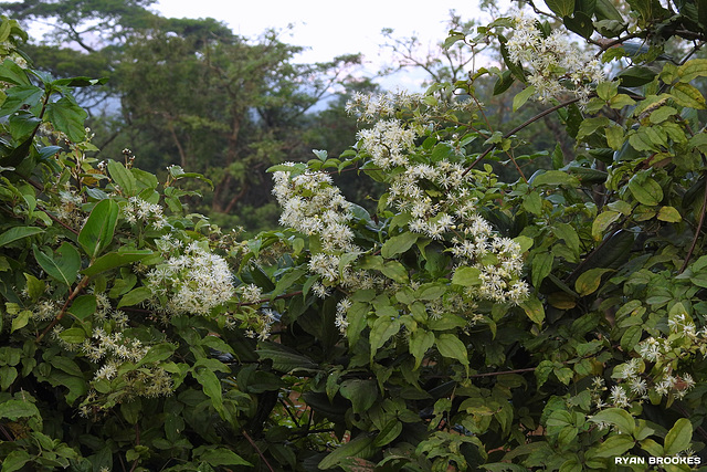 20191208-0411 Clematis gouriana Roxb. ex DC