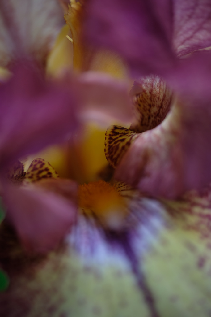 DSCF8636