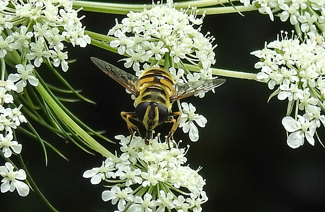 20210727 2046CPw [D~LIP] Totenkopf-Schwebfliege (Myathropa florea), Möhre (Daucus carota), Bad Salzuflen