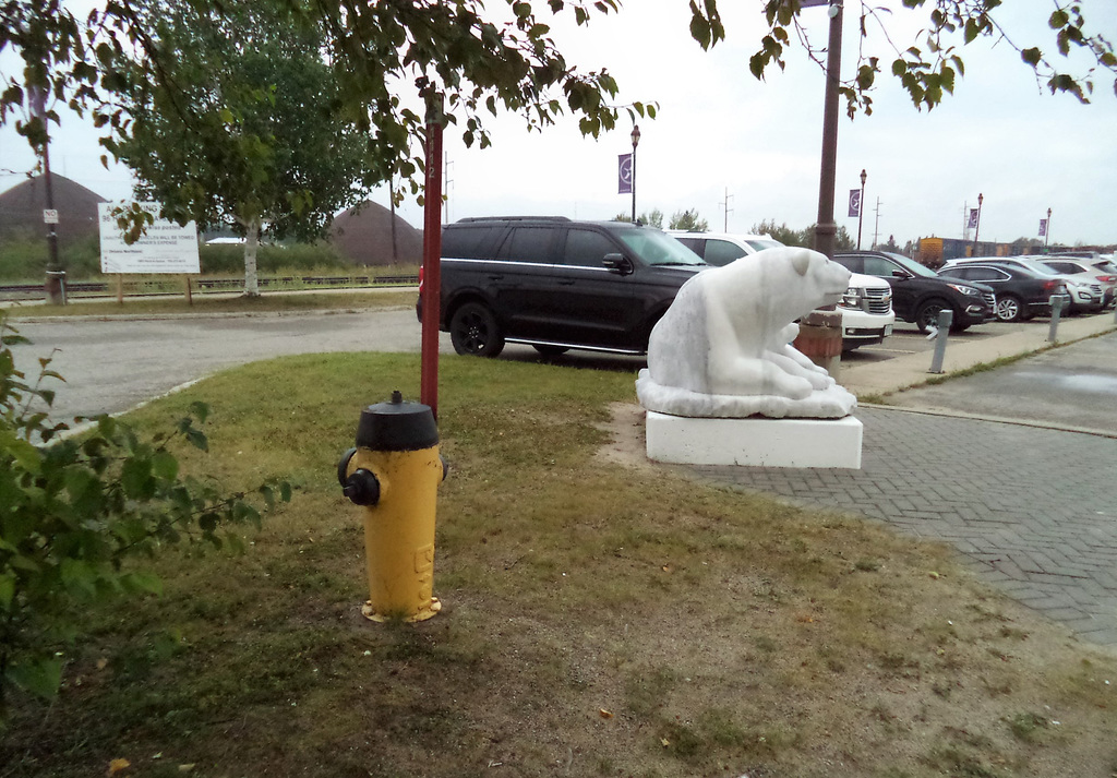 Ours polaire assoiffé / Thirsty polar bear