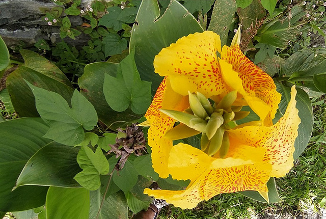 Sur l'île de La Réunion***************Des Cannas***********