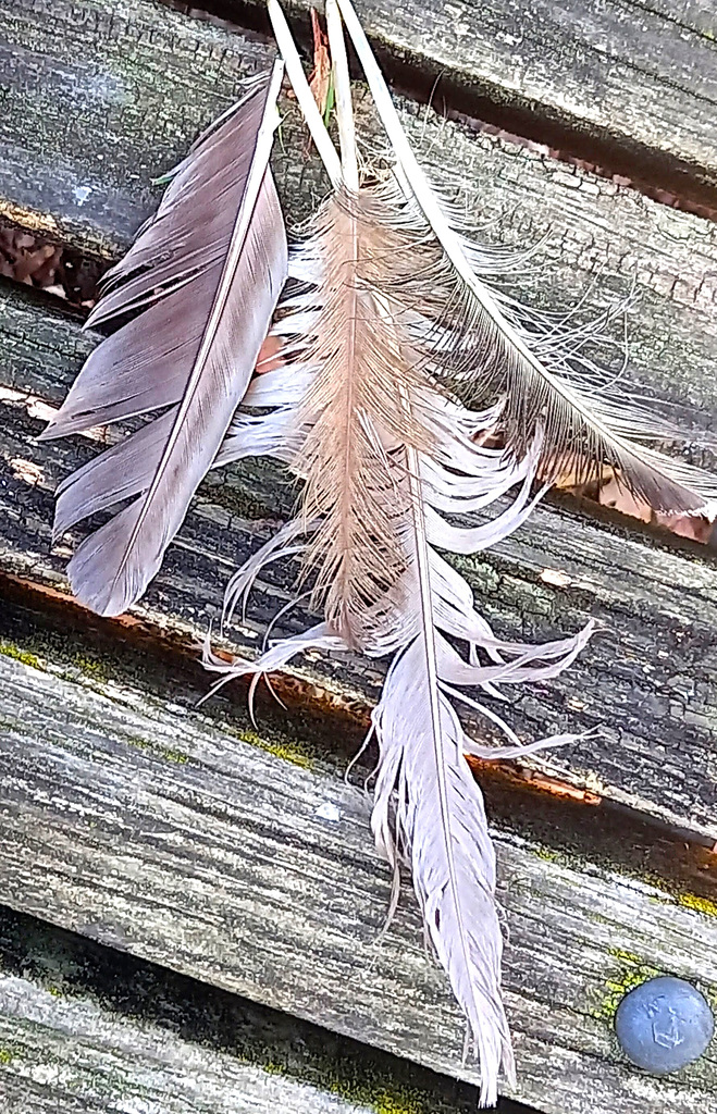 Feathers.