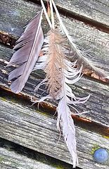 Feathers.