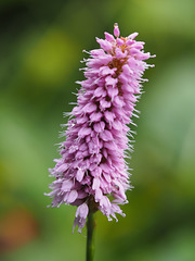 Polygonum