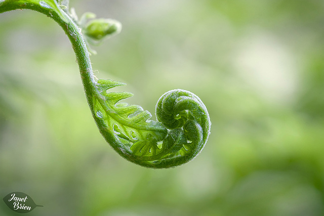 16/366: Unfurling Fern