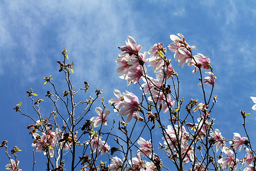 Magnolia