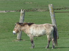 Port Lympne (11) - 17 March 2017