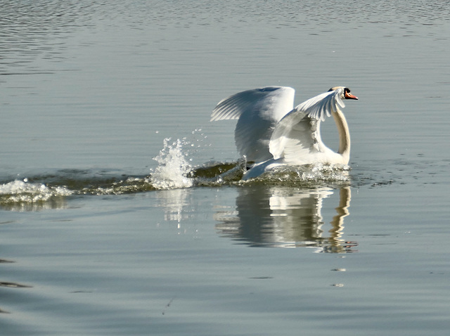 Über fünfzig Schwäne auf dem Weiher