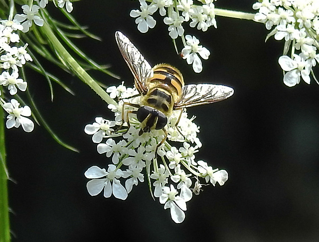 20210727 2047CPw [D~LIP] Totenkopf-Schwebfliege (Myathropa florea), Möhre (Daucus carota), Bad Salzuflen