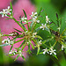 20210923 2887CPw [D~LIP] Möhre (Daucus carota), Gemeine Wiesenwanze, Bad Salzuflen