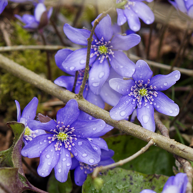 Frühlingserwachen 1