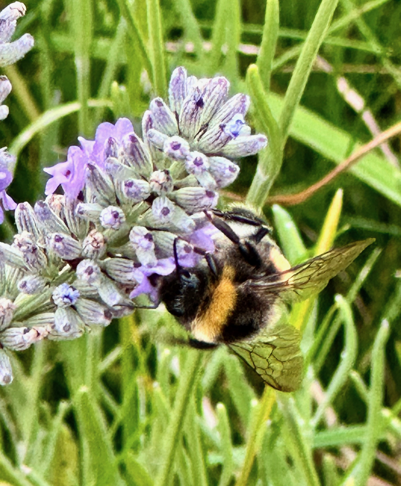 Hummel