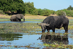 Botswana,  Chobe National Park, Large Buffalo in the Wetlands and Elephant Approaching