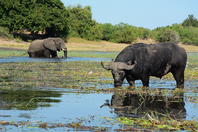 Botswana,  Chobe National Park, Large Buffalo in the Wetlands and Elephant Approaching