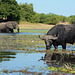 Botswana,  Chobe National Park, Large Buffalo in the Wetlands and Elephant Approaching