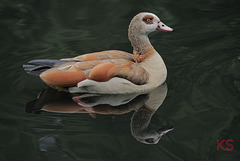 NilGans
